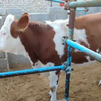 گاو|حیوانات مزرعه|شیراز, بید زرد|دیوار