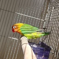 طوطی برزیلی فیشر ۳ماهه|پرنده|تهران, دستغیب|دیوار