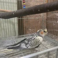 عروس هلندی مرواریدی ماده