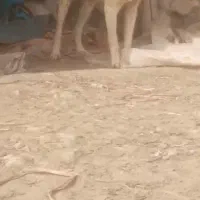 شینه 2 ساله جوان و ضمانت