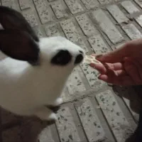 واگذاری خرگوش رایگان