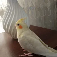 جفت عروس هلندی با جوجه اش