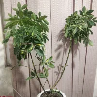 گل شفلرا  با گلدان زیر قیمت