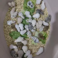 پرورش و فروش همستر ب قیمت عمده