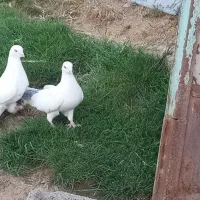 دمدارتکدوم پاک