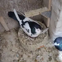 باسلام یک عدد یال سیاه دم تخت باماده چپ