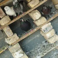 کفتر|پرنده|رودان, |دیوار