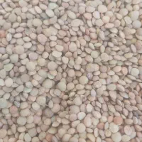 نخود محلی و بادام سنگی دزکرد اقلید کشمش پلو|خوردنی و آشامیدنی|شیراز, کوشک میدان|دیوار