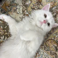 گربه پرشین کلاسیک 5ماهه|گربه|تربت‌حیدریه, شهرک ولیعصر|دیوار