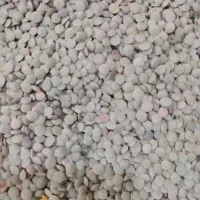 عدس خان بابا کندی دم