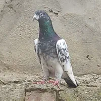 فروش کبوتر