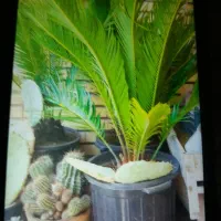 سیکاس