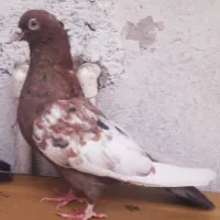 کبوتر  سینه تافته ای نروماده|پرنده|شیراز, حافظیه|دیوار