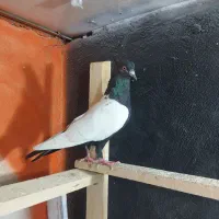 کفتر سینه سیاه