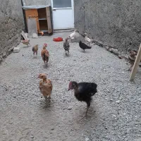 نیمچه جوجه رسمی اصل سالم و سرحال