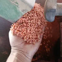 گندم چمران۲ بوجاری شده و مهرگان و کود اوره