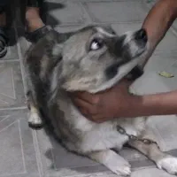 پت/سگ خونگی حیوون خونگی|سگ|رفسنجان, |دیوار