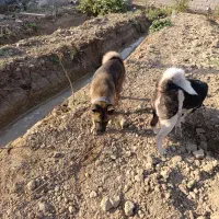 آکیتا آمریکایی|سگ|پاکدشت, پاکدشت (مامازند)|دیوار