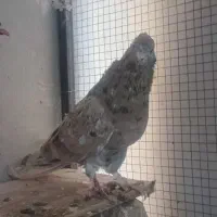 جفت دم سفید  بضمانت