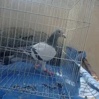 پلاکی ماده