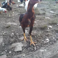 قو غاز مرغ و خروس لاری و ساده قدیمی و اردک اسی|حیوانات مزرعه|لوندویل, |دیوار