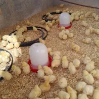 جوجه گوشتی|حیوانات مزرعه|شیروان (خراسان), |دیوار