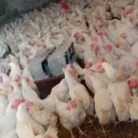 ترک سفید|حیوانات مزرعه|نیشابور, مازول|دیوار