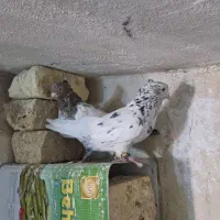 سینه سرور|پرنده|شیراز, گویم|دیوار