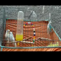 پنجمین حراج. معاوضه دارم. مرغ عشق  و عروس هلندی|حراج|علی‌آباد کتول, |دیوار