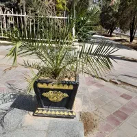 گلدان باغی بزرگ نخل و یاس هلندی