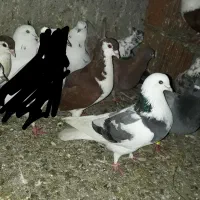 کبوتر رنگی،تکپر