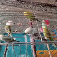 مرغ عشق هلندی