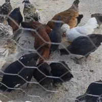 مرغ خروس جوجه|حیوانات مزرعه|بروجرد, |دیوار