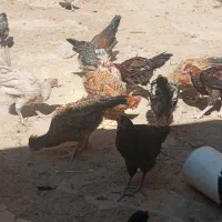 جوجه خروس محلی دارویی درشت|حیوانات مزرعه|شیراز, حومه شیراز|دیوار