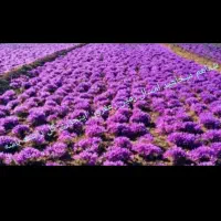 گل دهی بیشتر .تضمینی . سود بیشتر