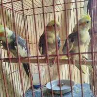 عروس هلندی زیبا