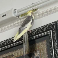 عروس هلندی دستی
