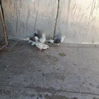 کبوتر گرفته