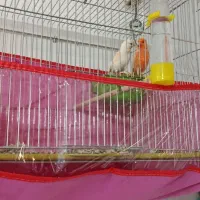 فروش یجفت قناری  نرماتیکی ماده سرامیکی