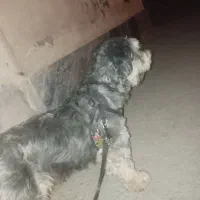 واگذاری سگ شیتزو