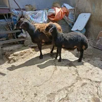 یک راس قوچ دو ساله ویک راس بره قوچ قزل افشار اصل