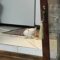 گربه پرشین سفید|گربه|کرج, کوی مدرس|دیوار