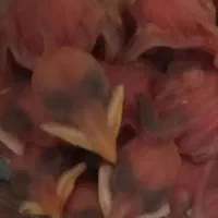 جوجه مینا گوشتی