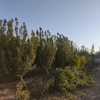 باغچه|فروش زمین و ملک کلنگی|فشاپویه, |دیوار