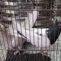 یک جفت کله|حیوانات|مشهد, باغون آباد|دیوار