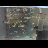 ماهی مخصوص شب یلدا