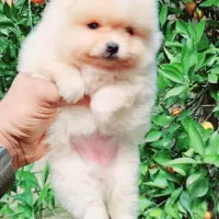 هلندی فرانسوی ایتالیایی فقط تماس|سگ|صدرا-فارس, فاز ۱|دیوار