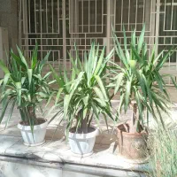 گلدان یوکای اصل تنه دار ۷ ساله ارسال رایگان تهران