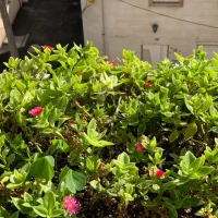 75-مترتمیز-جانبازان-خرمشهر-شهدا-فلسطین