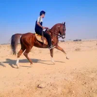 اسب|اسب و تجهیزات اسبسواری|شاهینشهر, حاجی آباد|دیوار